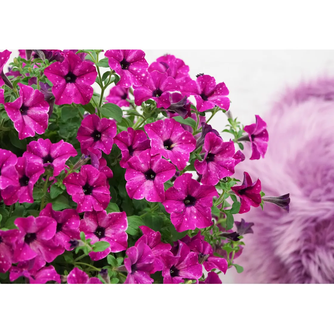 Petunie Sky Family Topf Durchmesser 12 cm ^ Plantiflor Best