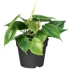 Philodendron Topf Durchmesser 12 cm ^ Plantiflor Clearance