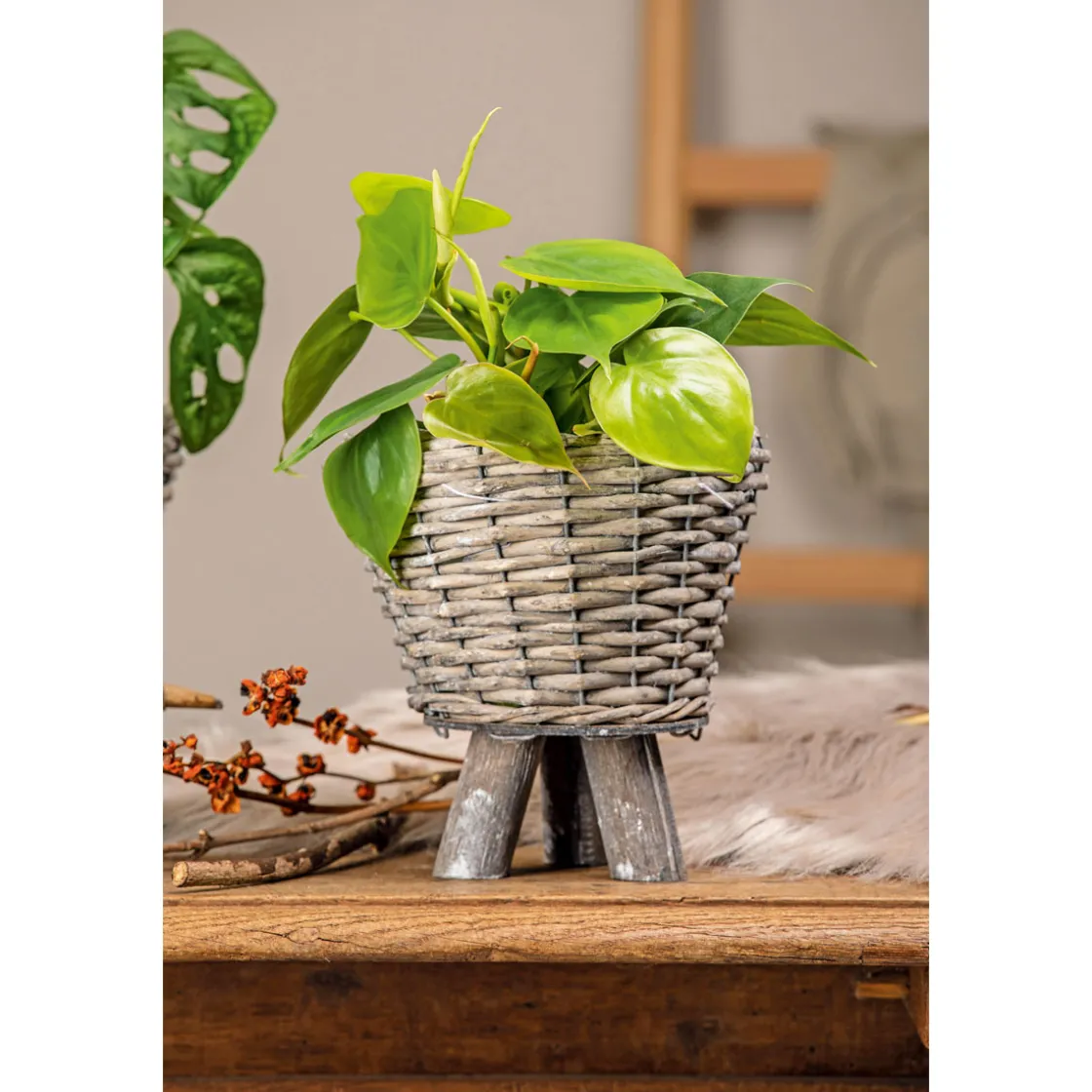 Philodendron Topf Durchmesser 12 cm ^ Plantiflor Clearance