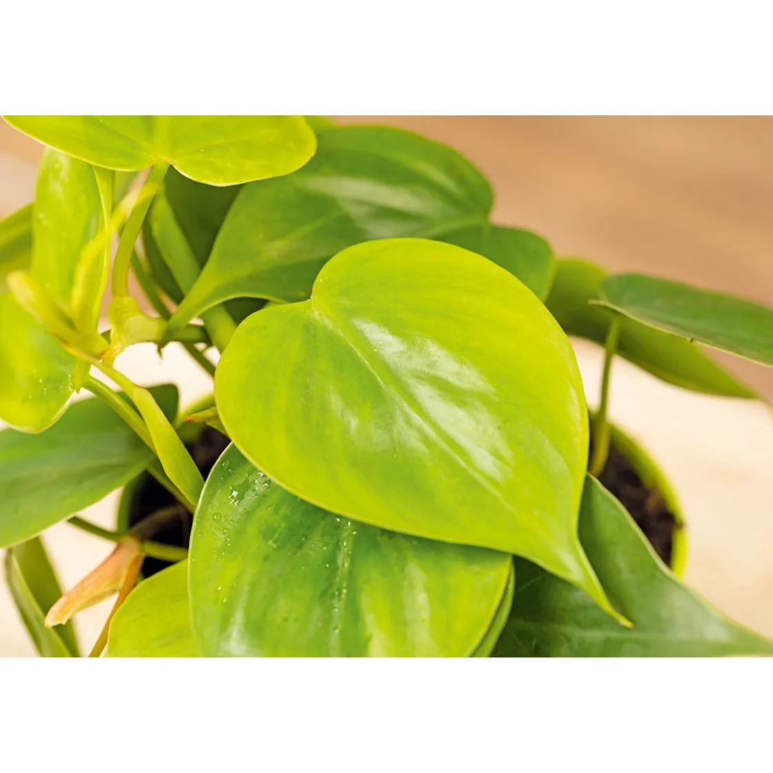 Philodendron Topf Durchmesser 12 cm ^ Plantiflor Clearance