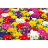 Primel, 10er Pack ^ Plantiflor Discount
