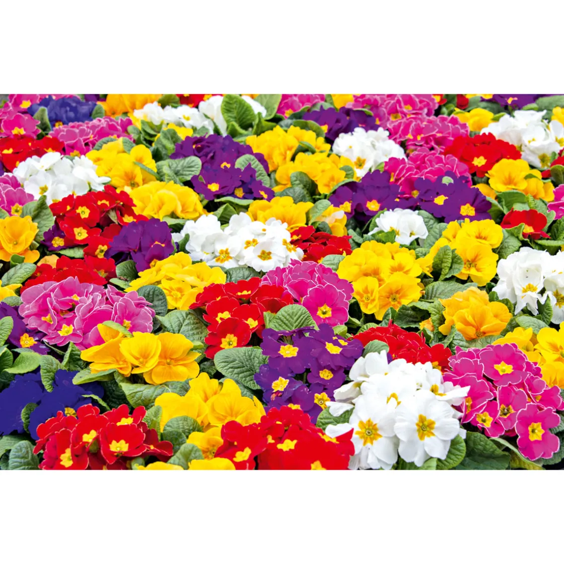 Primel, 10er Pack ^ Plantiflor Discount