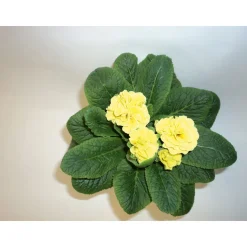 Primeln Sonderfarben Topf Durchmesser 11 cm ^ Plantiflor Online