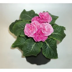 Primeln Sonderfarben Topf Durchmesser 11 cm ^ Plantiflor Online