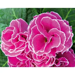 Primel Topf Durchmesser 10,5 cm ^ Plantiflor Online