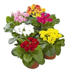 Primel Topf Durchmesser 10,5 cm ^ Plantiflor Online
