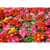 Primel Topf Durchmesser 10,5 cm ^ Plantiflor