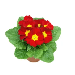 Primel Topf Durchmesser 10,5 cm ^ Plantiflor