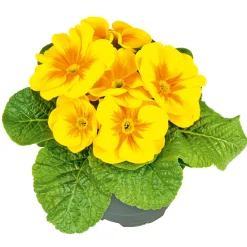 Primel Topf Durchmesser 10,5 cm ^ Plantiflor