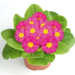 Primel Topf Durchmesser 10,5 cm ^ Plantiflor