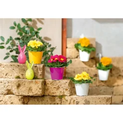 Primel Topf Durchmesser 10,5 cm ^ Plantiflor