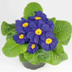 Primel Topf Durchmesser 10,5 cm ^ Plantiflor