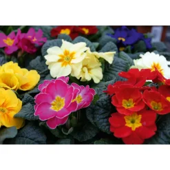 Primel Topf Durchmesser 10,5 cm ^ Plantiflor