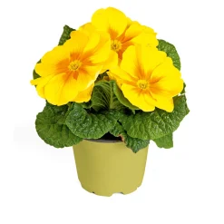 Primel Topf Durchmesser 10,5 cm ^ Plantiflor