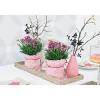 Prinzess-Nelke Pink Kisses Topf- Durchmesser 12 cm ^ Plantiflor Hot