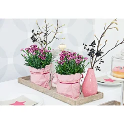 Prinzess-Nelke Pink Kisses Topf- Durchmesser 12 cm ^ Plantiflor Hot