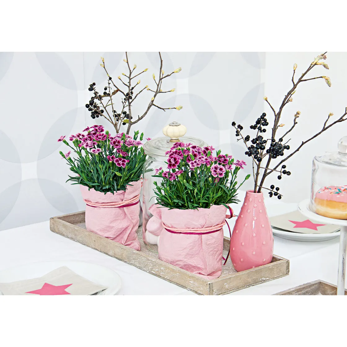 Prinzess-Nelke Pink Kisses Topf- Durchmesser 12 cm ^ Plantiflor Hot