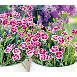 Prinzess-Nelke Pink Kisses Topf- Durchmesser 12 cm ^ Plantiflor Hot