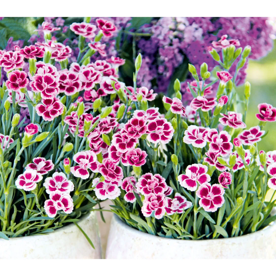 Prinzess-Nelke Pink Kisses Topf- Durchmesser 12 cm ^ Plantiflor Hot