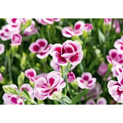Prinzess-Nelke Pink Kisses Topf- Durchmesser 12 cm ^ Plantiflor Hot