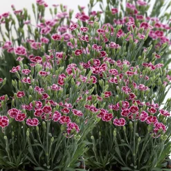 Prinzess-Nelke Pink Kisses Topf- Durchmesser 12 cm ^ Plantiflor Hot