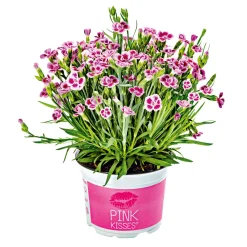 Prinzess-Nelke Pink Kisses Topf- Durchmesser 12 cm ^ Plantiflor Hot