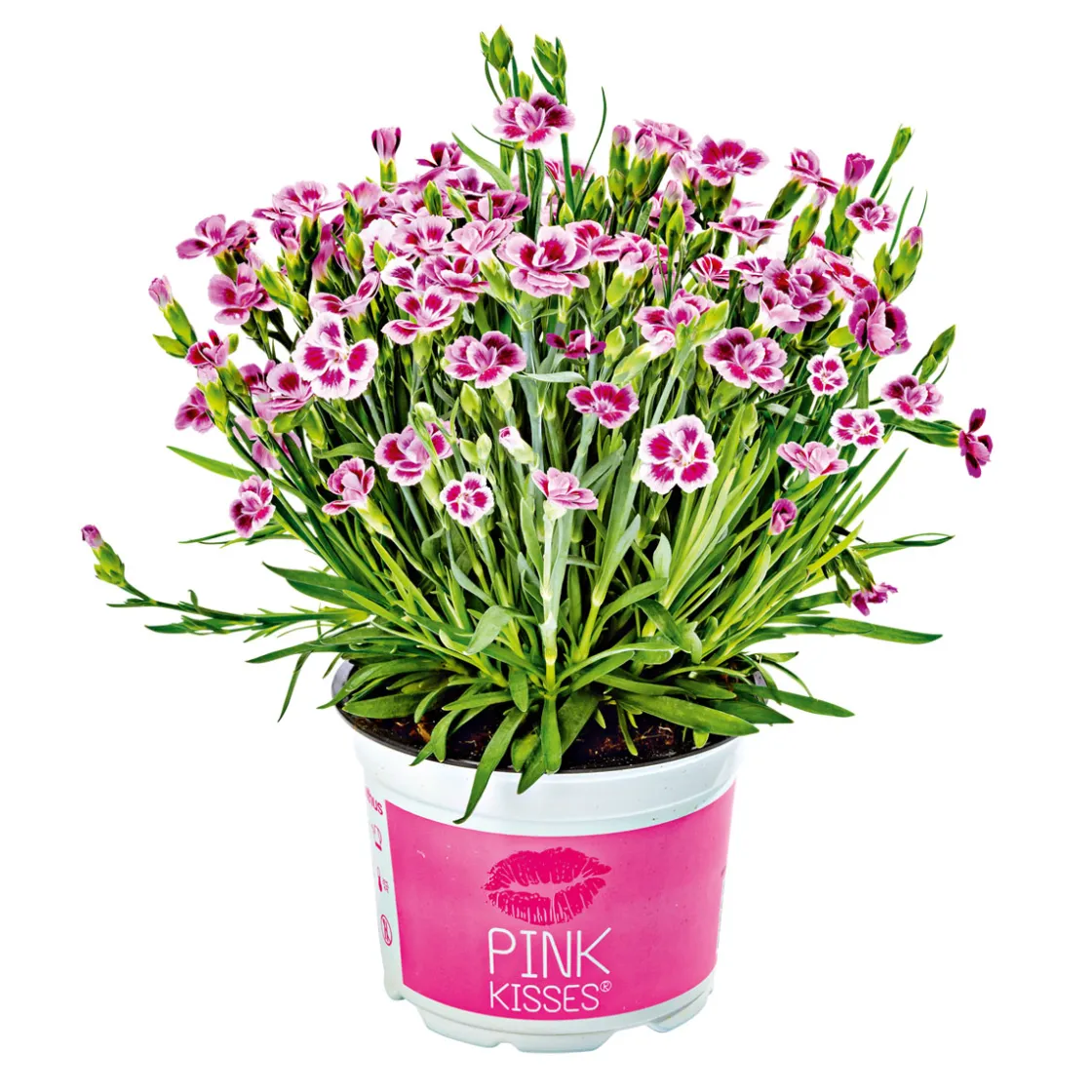 Prinzess-Nelke Pink Kisses Topf- Durchmesser 12 cm ^ Plantiflor Hot