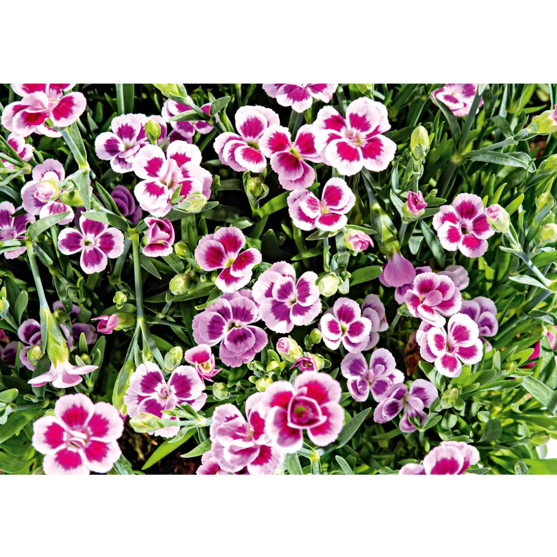 Prinzess-Nelke Pink Kisses Topf- Durchmesser 12 cm ^ Plantiflor Hot