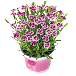 Prinzess-Nelke Pink Kisses Topf- Durchmesser 12 cm ^ Plantiflor Hot