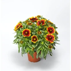 Prärie-Korkadenblume Topf Durchmesser 19 cm ^ Plantiflor Discount