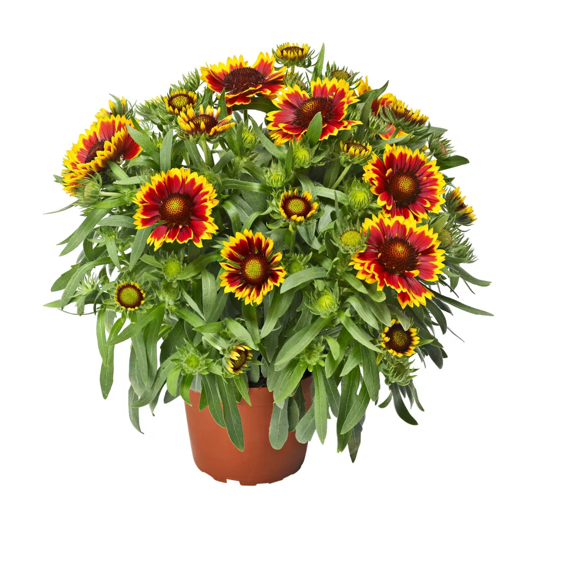 Prärie-Korkadenblume Topf Durchmesser 19 cm ^ Plantiflor Discount
