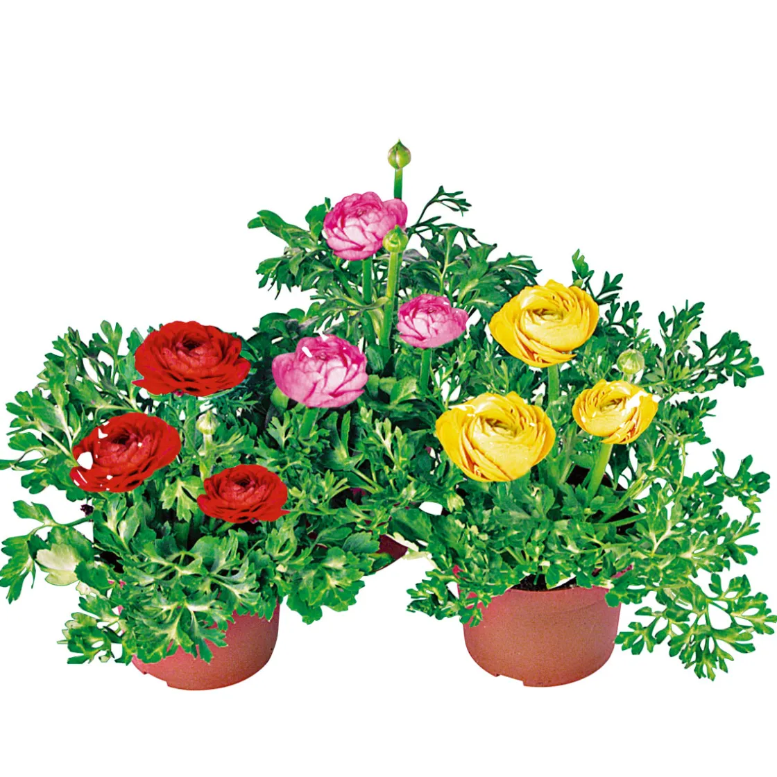 Ranunkel Topf Durchmesser 11 cm ^ Plantiflor Online