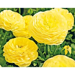 Ranunkel Topf Durchmesser 11 cm ^ Plantiflor Online