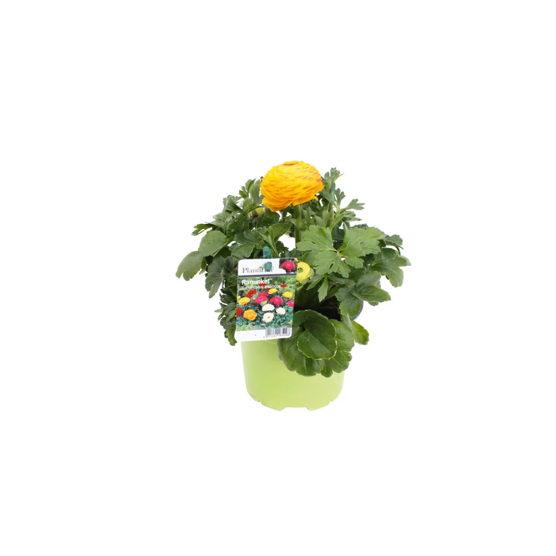 Ranunkel Topf Durchmesser 11 cm ^ Plantiflor Online
