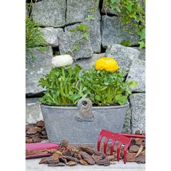 Ranunkel Topf Durchmesser 11 cm ^ Plantiflor Online