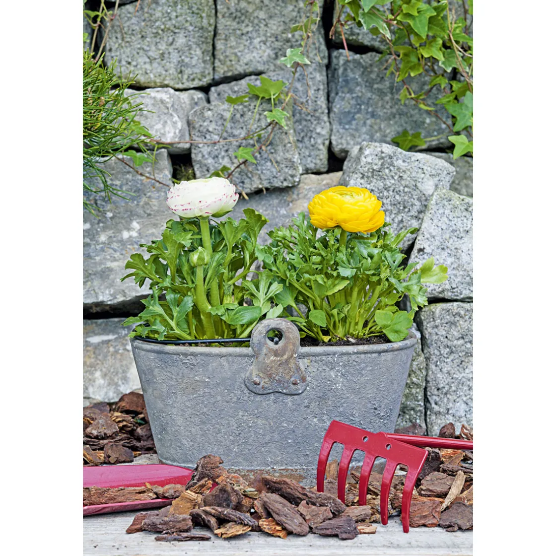 Ranunkel Topf Durchmesser 11 cm ^ Plantiflor Online