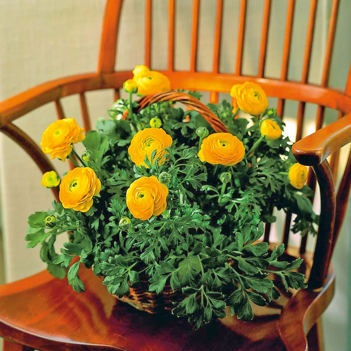 Ranunkel Topf Durchmesser 11 cm ^ Plantiflor Online