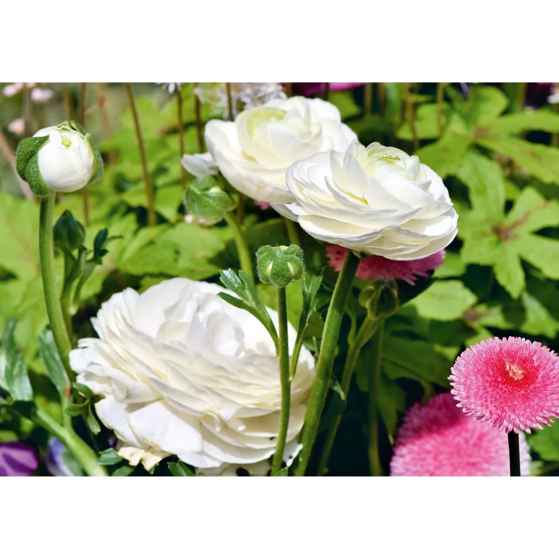Ranunkel Topf Durchmesser 11 cm ^ Plantiflor Online