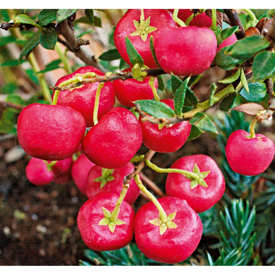 Rebhuhnbeere Topf Durchmesser 10,5 cm ^ Plantiflor Hot
