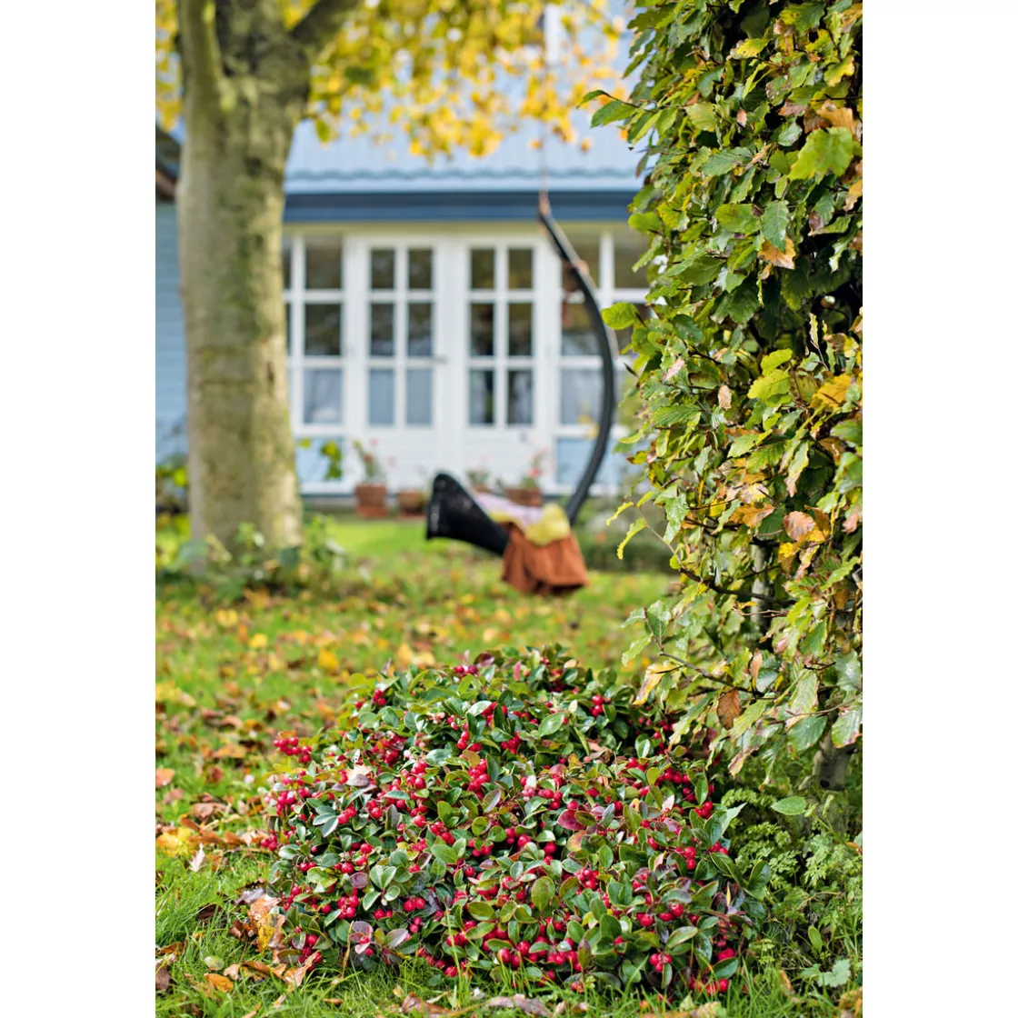 Rebhuhnbeere Topf Durchmesser 10,5 cm ^ Plantiflor Hot