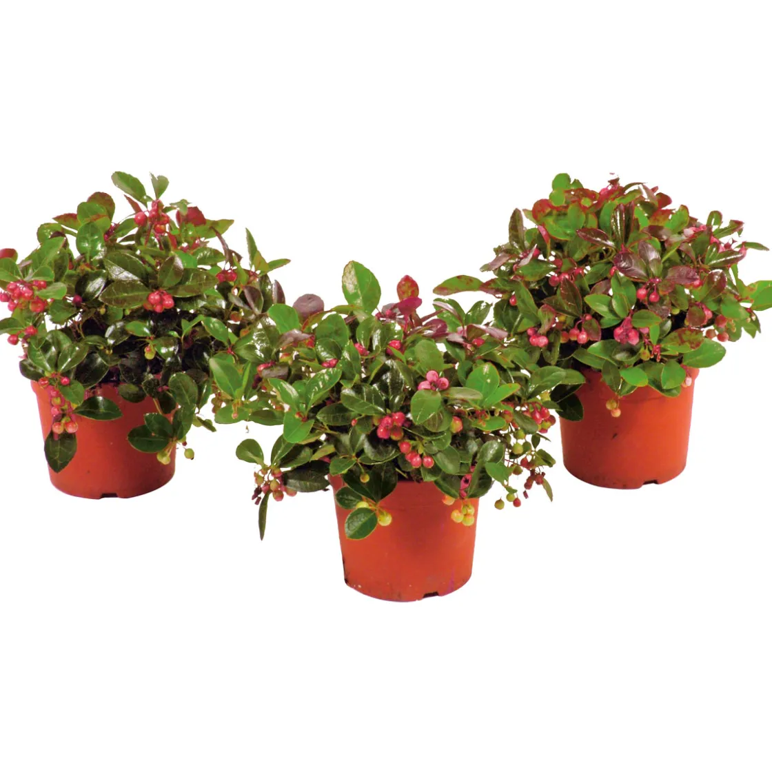 Rebhuhnbeere Topf Durchmesser 10,5 cm ^ Plantiflor Hot