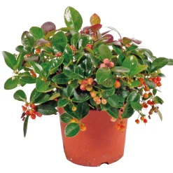 Rebhuhnbeere Topf Durchmesser 10,5 cm ^ Plantiflor Hot