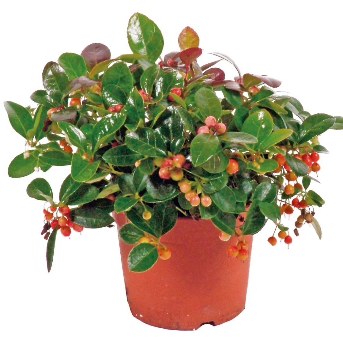 Rebhuhnbeere Topf Durchmesser 10,5 cm ^ Plantiflor Hot