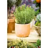 Rosmarin im Topf Durchmesser 14 cm ^ Plantiflor