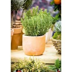 Rosmarin im Topf Durchmesser 14 cm ^ Plantiflor