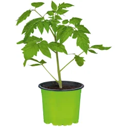 Runde Tomate Harzfeuer Topf Durchmesser 11 cm ^ Plantiflor New