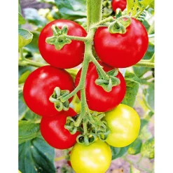 Runde Tomate Harzfeuer Topf Durchmesser 11 cm ^ Plantiflor New