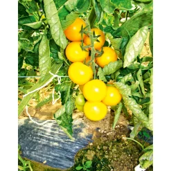 Runde Tomate Harzfeuer Topf Durchmesser 11 cm ^ Plantiflor New