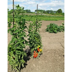 Runde Tomate Harzfeuer Topf Durchmesser 11 cm ^ Plantiflor New