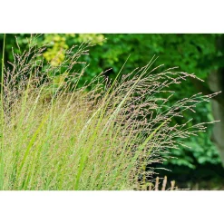 Ruten-Hirse Topf- Durchmesser 23 cm ^ Plantiflor Best